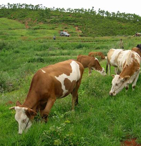 2015年肉牛养殖利润怎么样?肉牛养殖利润大吗