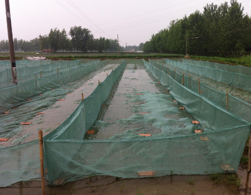 网箱养泥鳅技术，一个网箱养殖多少泥鳅？