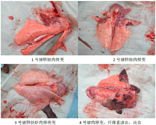 猪蓝耳病有哪些症状？（图片）