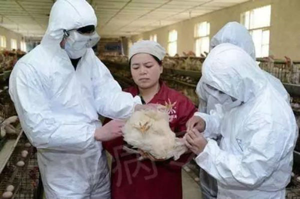 鸡传染性喉气管炎疫苗有哪些？怎么使用？