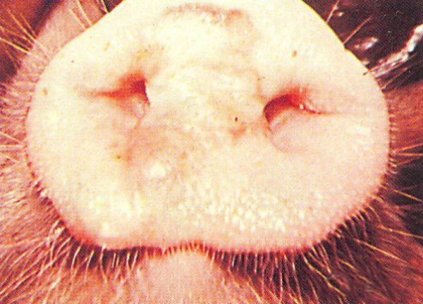 猪水疱性口炎的症状有哪些？怎么鉴别诊断？