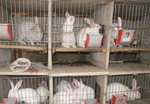 兔子养殖技术大全 告诉你如何养好兔？