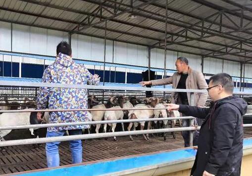 农业农村部：即日起开展为期三个月的“瘦肉精”专项整治行动