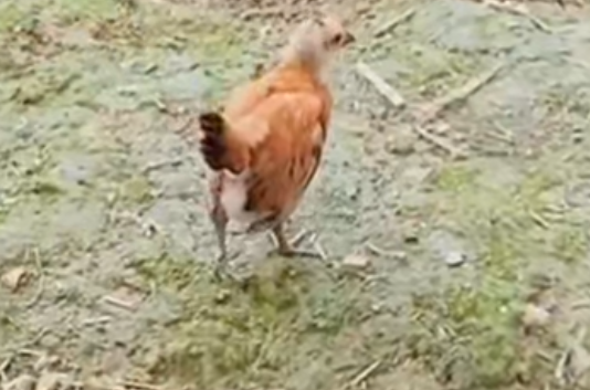 鸡球虫病的防治措施