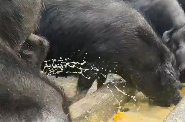 秋季常见猪病有哪些？这九大疾病要预防好