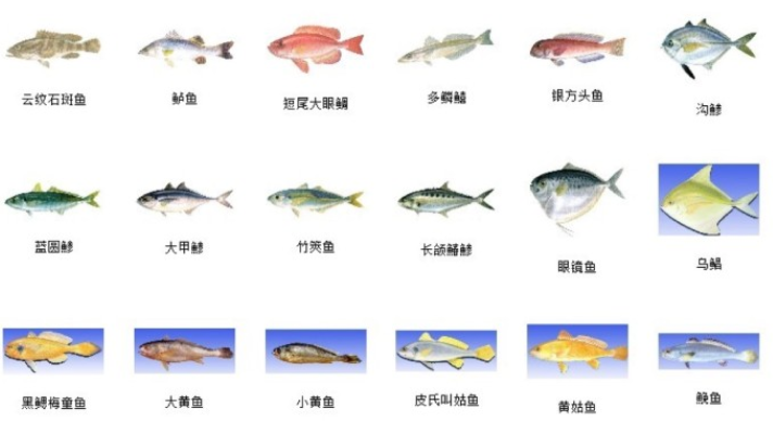 海鱼有哪些种类？海鱼图片大全